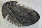 Metascutellum Trilobite - Very Pustulose With Axial Spines #98585-4